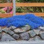 500 Seeds Creeping Thyme Rock CRESS Purplish Blue Flowers