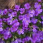 100 Seeds Creeping Thyme Rock CRESS Rose Purple Color