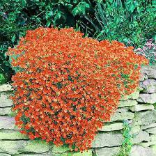 100 Seeds Creeping Thyme Seeds Rock CRESS Plant - Light Orange Colors