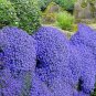 200 Seeds Creeping Thyme Seeds Rock CRESS Plant - Sky Blue Color