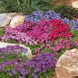 200 Seedsd Creeping Thyme Seeds Rock CRESS Plant