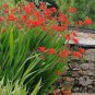 100 Seeds Crocosmia aurea
