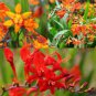 100 Seeds Crocosmia aurea