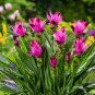 100 Seeds Curcuma Alismatifolia Bonsai Herb Plant