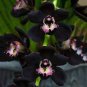 100 Seeds Cymbidium Floribundum Orchid