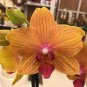 100 Seeds Cymbidium Floribundum Orchid Redish Brown Flowers