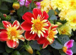 50 Seeds Dahlia Collarette Dandy Mix Seeds - Bright Red Flowers with Yellow Centre