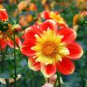 50 Seeds Dahlia Collarette Dandy Mix Seeds - Bright Red Flowers with Yellow Centre