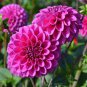 200 Seeds Dahlia Flower Plants Jardin Charming