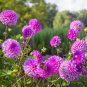 200 Seeds Dahlia Flower Plants Jardin Charming