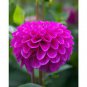 200 Seeds Dahlia Flower Plants Jardin Charming