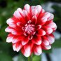 100 Seeds Dahlia Flower Seeds Big Blooms Dark Red White Double Petails