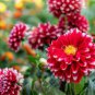 50 Seeds Dahlia Tree Bonsai Flowers Colorful