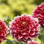 50 Seeds Dahlia Tree Bonsai Flowers Colorful