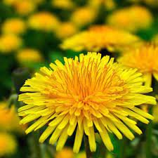 100 Seeds Dandelion Tortoise Seeds Wildflower