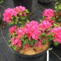 20 Seeds Dark Pink Azalea