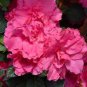 20 Seeds Dark Pink Azalea