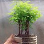 50 Seeds Dawn Redwood Bonsai Tree Grove Metasequoia Glyptostroboides Bonsai Plant