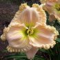 150 Seeds Daylily Flower White Flowers with Light Orange Flowers