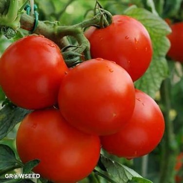100 Seeds Delicious Tomato