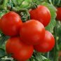 100 Seeds Delicious Tomato