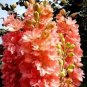 100 Seeds Delphinium Bonsai Flower Forking Larkspur Salmon King Garden Decoration Organic Flower