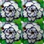 2 Seeds Desert Rose Black and White Double Flowers