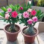 Desert 2 Seeds Rose Bonsai Ornamental Plants Balcony Bonsai Potted Flowers Drawf Adenium
