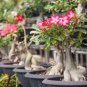 2 Seeds Desert Rose Bonsai, Potted Flowers Bonsai