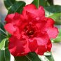 2 Seeds Desert Rose Bright Dark Red Double Flowers