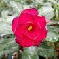 2 Seeds Desert Rose Bright Dark Red Double Flowers