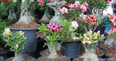 2 Seeds Desert Rose Colorful
