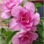 2 Seeds Desert Rose Pink Serious Flowers