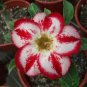 2 Seeds Desert Rose Seed - White & Red Bi-Color Single Petals