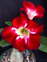 2 Seeds Desert Rose Seed Rose Red Single Petal with Light Purple Edge