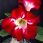 2 Seeds Desert Rose Seed Rose Red Single Petal with Light Purple Edge