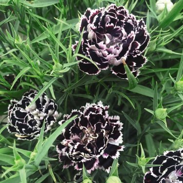 100 Seeds Dianthus Caryophyllus Seeds Carnation Black Double Flowers with White Edge