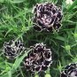 100 Seeds Dianthus Caryophyllus Seeds Carnation Black Double Flowers with White Edge
