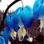 100 Seeds Dicentra Spectabilis Seeds Bleeding Heart Classic Cottage Garden Plant