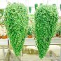 100 Seeds Dichondra Bonsai Emerald Falls Multi Leafed Grass Bonsai Green Perennial Plant