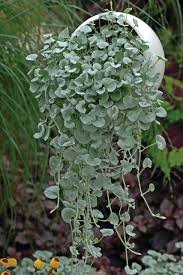 100 Seeds Dichondra Repens Seeds Silver Falls in Hanging Baskets