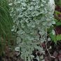 100 Seeds Dichondra Repens Seeds Silver Falls in Hanging Baskets