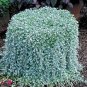 100 Seeds Dichondra Repens Seeds Silver Falls in Hanging Baskets
