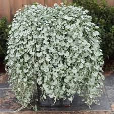 200 Seeds Dichondra Repens Silver Falls Emerald Falls Ground Cover Bonsai