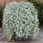 200 Seeds Dichondra Repens Silver Falls Emerald Falls Ground Cover Bonsai