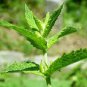 100 Seeds Different Flower Plant Bonsai