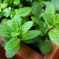 100 Seeds Different Flower Plant Bonsai