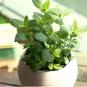 100 Seeds Different Flower Plant Bonsai