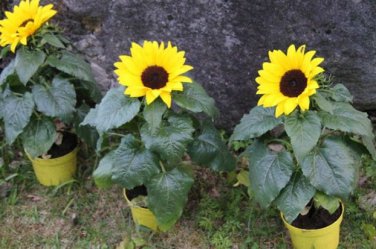 100 Seeds Different Flower Plant Bonsai Indoor Potted Exotic Suculenta Seedsflower