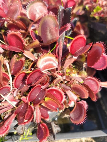 100 Seeds Dionaea muscipula Seeds - Red Color